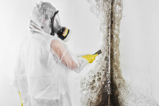 Best Emergency Mold Remediation  in Dimmitt, TX